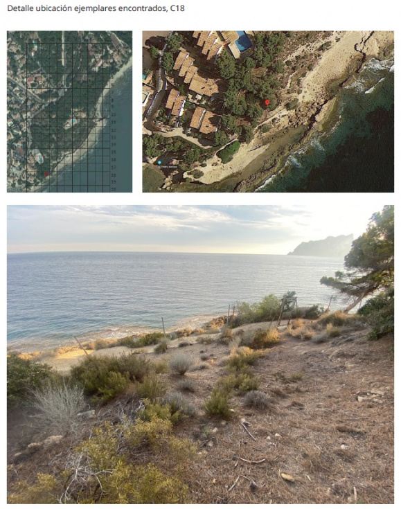 Benissa Natura S.L. aclara la campa&ntilde;a de desinformaci&oacute;n sobre la protecci&oacute;n de la Helianthemum caput-felis