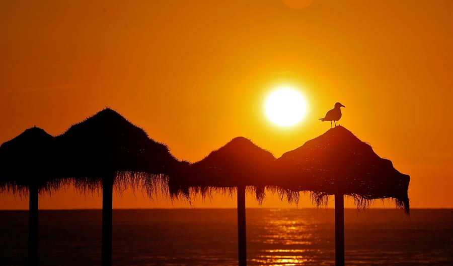 Imagen de archivo de una gaviota descansando sobre una sombrilla . EFE/Manuel Bruque