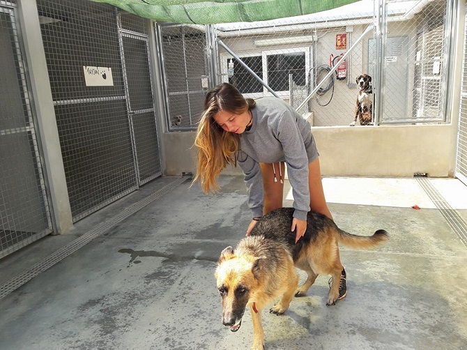 Imagen de archivo: Santuario de Animales Akira