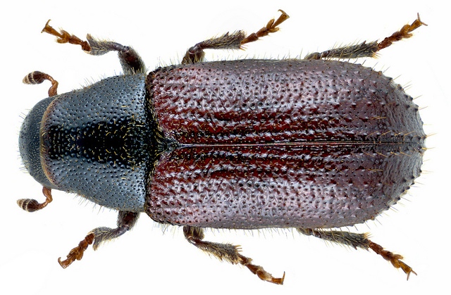 Tomicus piniperda