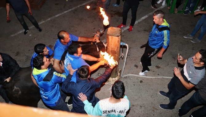 Foto de archivo del bou embolat en Senija durante las fiestas patronales de 2017